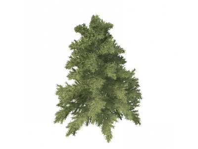 3d松树免费模型
