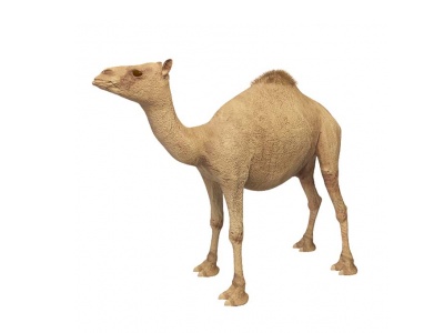3d骆驼免费模型
