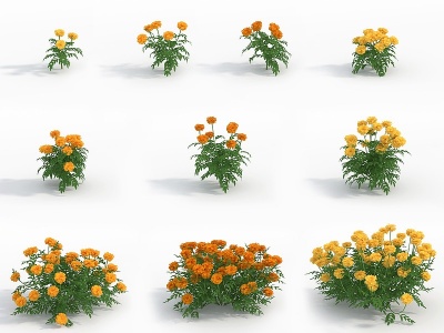 3d现代植物花草万寿菊模型