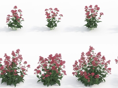 3d现代植物花草红缬草模型