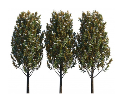 现代植物广玉兰模型3d模型
