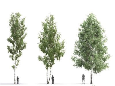 3d现代植物杨树白桦树模型