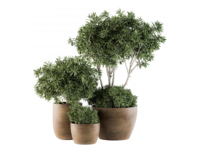 现代植物盆栽罗汉松模型