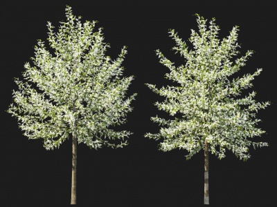 3d现代树木李子树模型