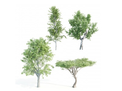 现代植物枫树槭树桉树模型3d模型