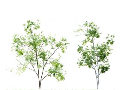 3d现代植物鸡爪槭槭树模型