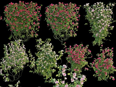 3d现代蔷薇玫瑰植物墙模型