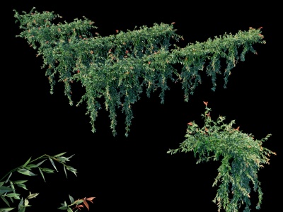 现代植物縢蔓串钱柳模型3d模型