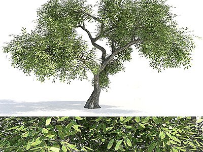 现代植物树木老树古树模型3d模型