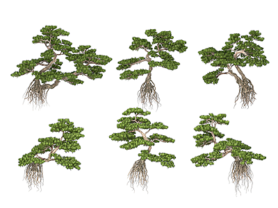 罗汉松景观树模型