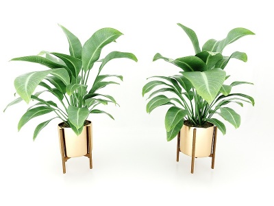 3d植物绿植模型