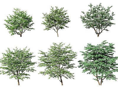 3d现代植物树木景观树四照花模型