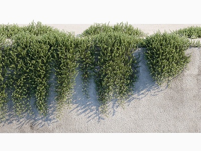 3d现代绿植縢蔓蔓生苦槛蓝模型