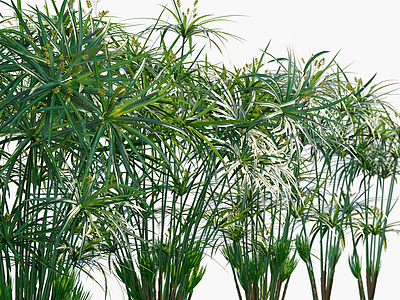3d现代植物花草风车草模型