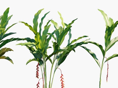 3d植物花草花卉金嘴蝎尾蕉模型
