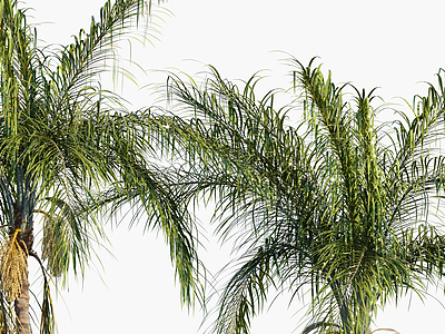 3d金山葵皇后葵椰树棕榈树模型