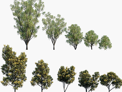 現代植物樹木模型
