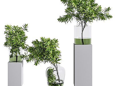 3d现代玻璃瓶水生植物模型
