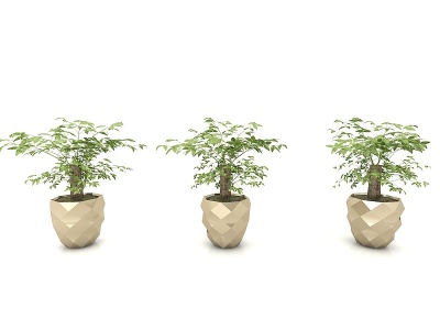 3d绿植盆栽幸福树模型