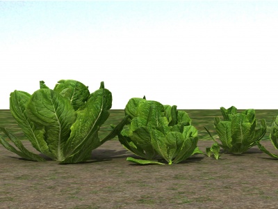 3d农业作物白菜模型