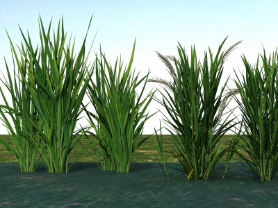 3d农业作物谷子水稻模型