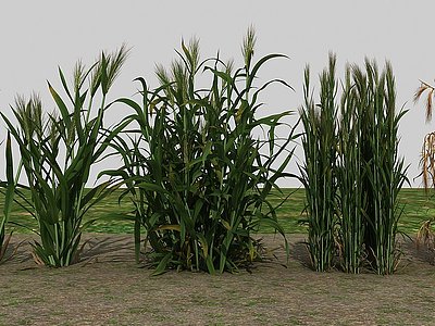 农业作物、小麦、麦子模型3d模型