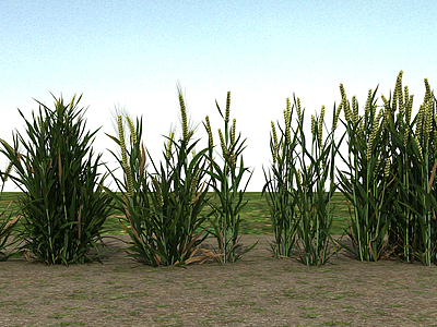 3d大麦麦子模型