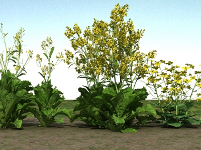 油菜花植物模型3d模型