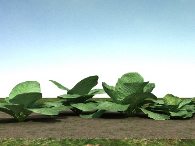 小白菜植物模型3d模型