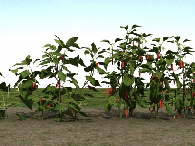 3d辣椒植物模型