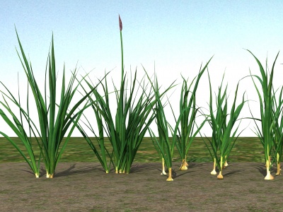 3d大蒜植物模型