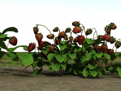3d草莓植物模型