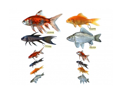 3d现代草金鱼模型