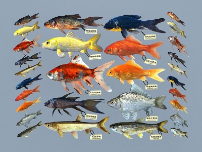 3d草金鱼模型