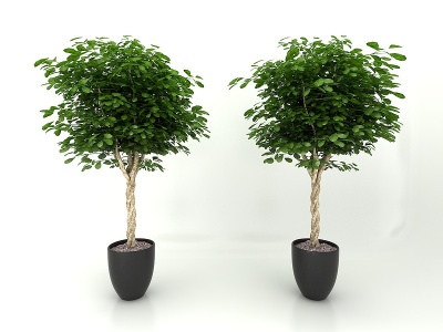 3d盆栽绿植模型