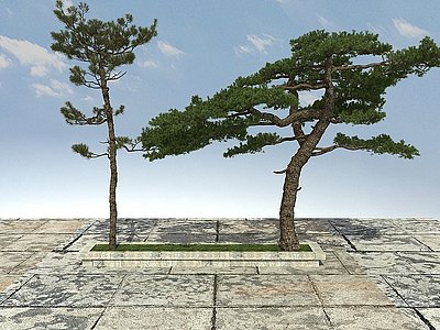 3d黑松松树模型