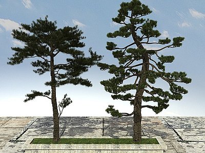 3d黑松松树模型