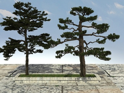 黑松松树模型