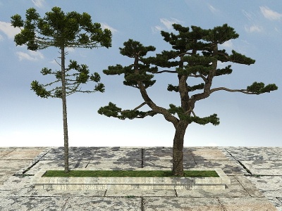 黑松松树模型