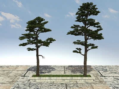黑松松树模型3d模型