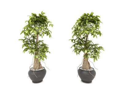 植物绿植盆栽模型3d模型