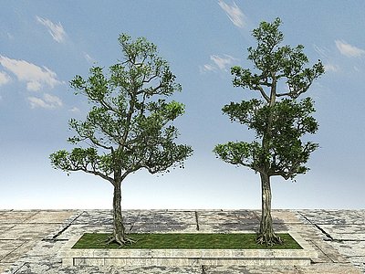 3d古树模型