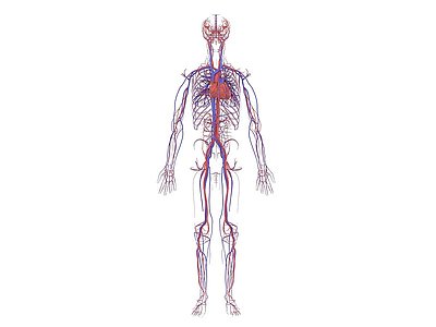 人体血管3d模型