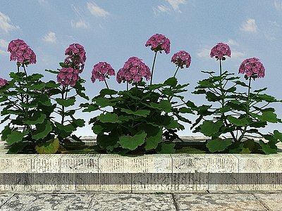 3d开花植物模型