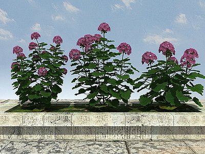 开花植物模型3d模型