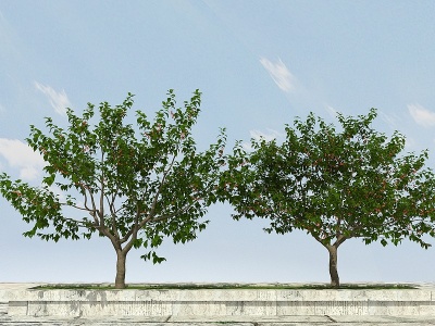3d樱桃树有果模型