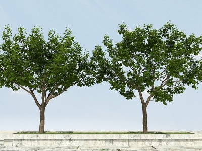 3d杏子树模型