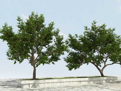 杏子树模型