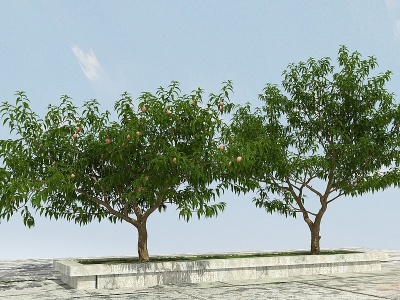 桃子树模型