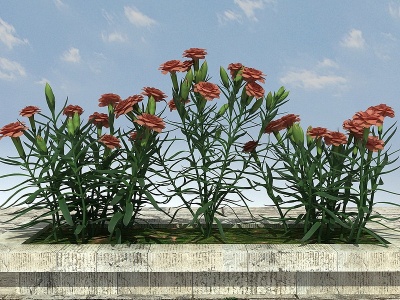 3d开花植物模型